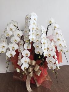 胡蝶蘭７本立て。豪華ですよね。｜「花工房　浪漫」　（愛知県小牧市の花キューピット加盟店 花屋）のブログ