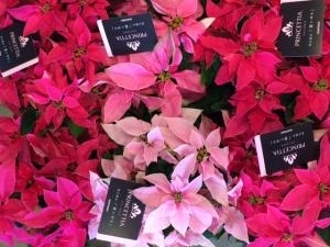 クリスマスはやっぱりポインセチアでしょ！！｜「花工房　浪漫」　（愛知県小牧市の花キューピット加盟店 花屋）のブログ