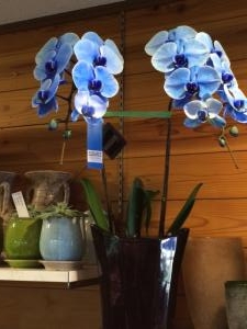 青と紫の胡蝶蘭♪｜「花工房　浪漫」　（愛知県小牧市の花キューピット加盟店 花屋）のブログ