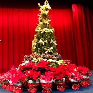 発表会にクリスマスツリーとポインセチアで飾りました。｜「花工房　浪漫」　（愛知県小牧市の花キューピット加盟店 花屋）のブログ