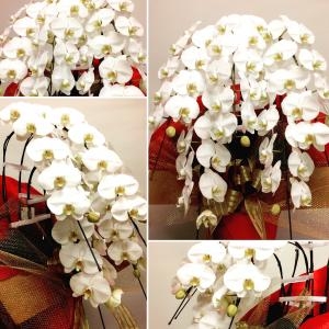 お祝いの白い胡蝶蘭｜「花工房　浪漫」　（愛知県小牧市の花キューピット加盟店 花屋）のブログ