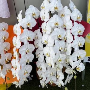 お祝いに胡蝶蘭をお届けしました｜「花工房　浪漫」　（愛知県小牧市の花キューピット加盟店 花屋）のブログ